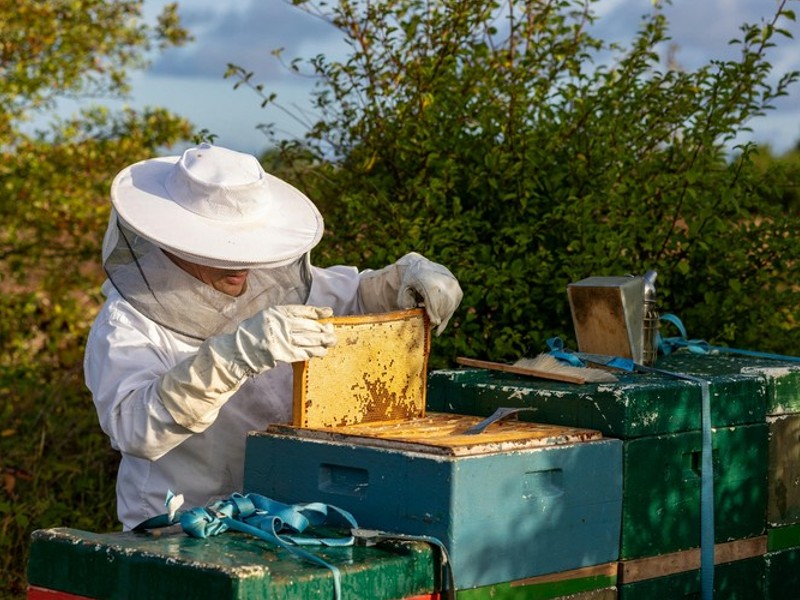 Bienenstock und Imker
